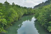Kawasan Hutan Mangrove di Kabupaten Lingga | Foto : Zonamu/Ist