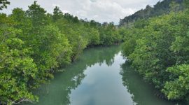 Kawasan Hutan Mangrove di Kabupaten Lingga | Foto : Zonamu/Ist
