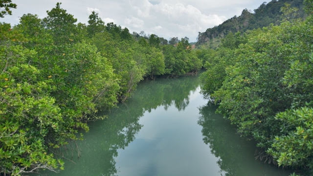 Kawasan Hutan Mangrove di Kabupaten Lingga | Foto : Zonamu/Ist