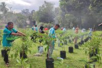 Panen Perdana Cabai Rawit Singkep Barat Hasilkan 22 Kilogram | Foto : Zonamu/Ecky