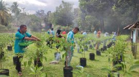 Panen Perdana Cabai Rawit Singkep Barat Hasilkan 22 Kilogram | Foto : Zonamu/Ecky