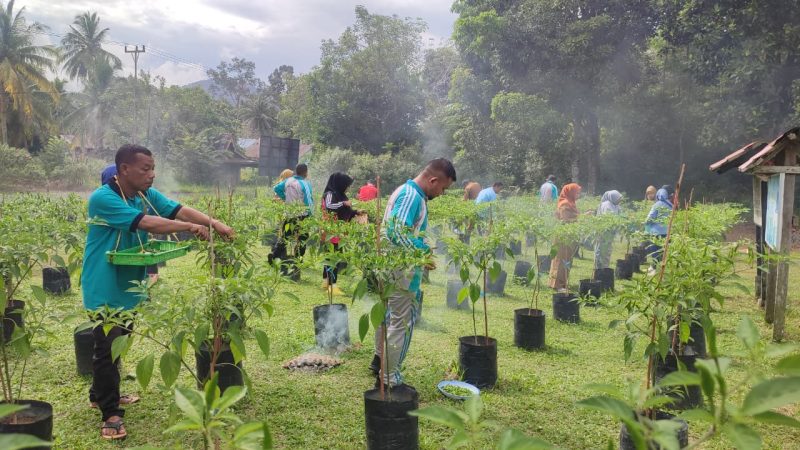 Panen Perdana Cabai Rawit Singkep Barat Hasilkan 22 Kilogram | Foto : Zonamu/Ecky