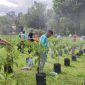 Panen Perdana Cabai Rawit Singkep Barat Hasilkan 22 Kilogram | Foto : Zonamu/Ecky