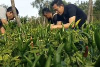 Petani cabe rawit saat memanen cabe | Foto : Zonamu/Paino