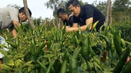 Petani cabe rawit saat memanen cabe | Foto : Zonamu/Paino