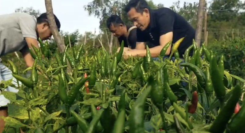Petani cabe rawit saat memanen cabe | Foto : Zonamu/Paino
