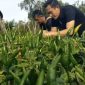Petani cabe rawit saat memanen cabe | Foto : Zonamu/Paino