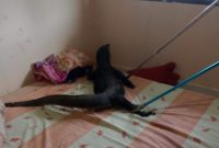 Potret penangkapan biawak masuk ke dalam rumah warga | Foto : Zonamu/Humas Damkar Lingga