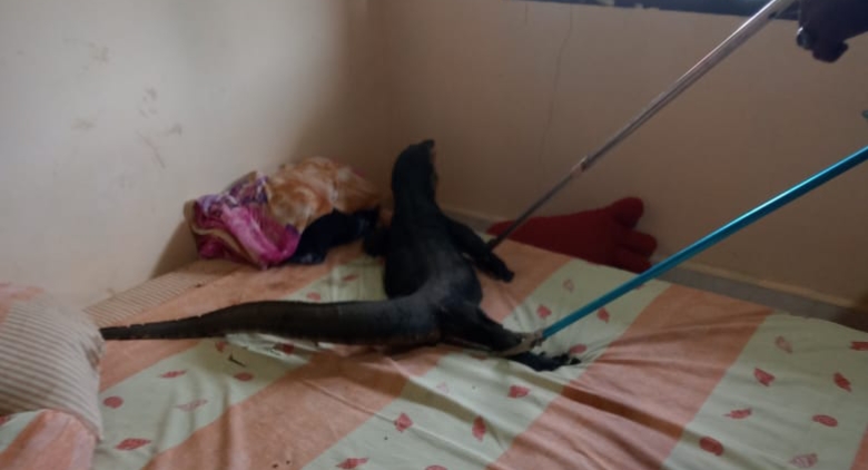Potret penangkapan biawak masuk ke dalam rumah warga | Foto : Zonamu/Humas Damkar Lingga