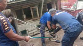 Petugas Damkar saat melakukan evakuasi ular piton berukuran besar | Foto : Zonamu/Humas Damkar