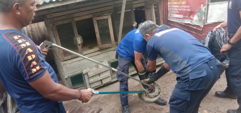 Petugas Damkar saat melakukan evakuasi ular piton berukuran besar | Foto : Zonamu/Humas Damkar
