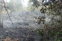 Hutan di belakang sekolah SMP Negeri 1 Singkep Pesisir Hangus terbakar | Foto : Zonamu/Ari