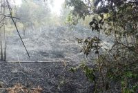 Hutan di belakang sekolah SMP Negeri 1 Singkep Pesisir Hangus terbakar | Foto : Zonamu/Ari