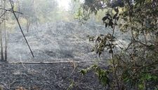 Hutan di belakang sekolah SMP Negeri 1 Singkep Pesisir Hangus terbakar | Foto : Zonamu/Ari