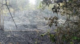 Hutan di belakang sekolah SMP Negeri 1 Singkep Pesisir Hangus terbakar | Foto : Zonamu/Ari