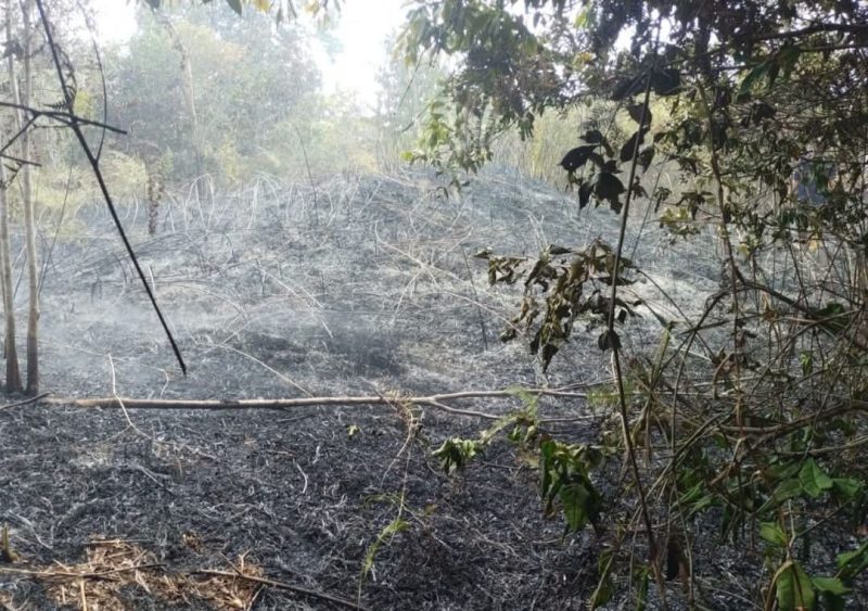 Hutan di belakang sekolah SMP Negeri 1 Singkep Pesisir Hangus terbakar | Foto : Zonamu/Ari