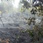 Hutan di belakang sekolah SMP Negeri 1 Singkep Pesisir Hangus terbakar | Foto : Zonamu/Ari