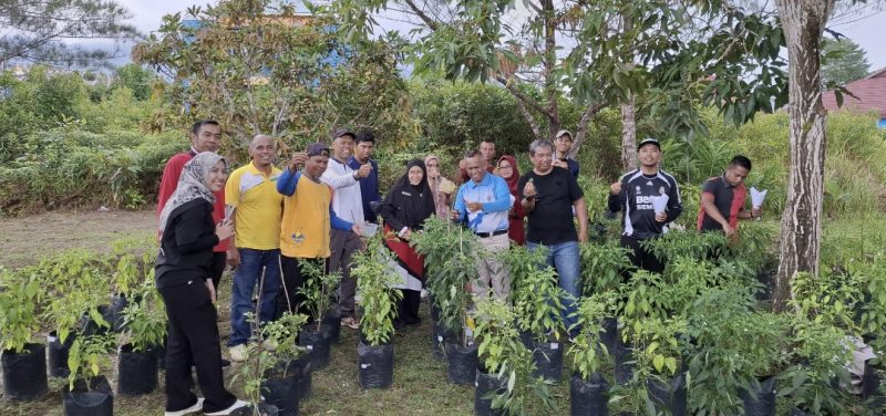 Barenlitbang Lingga Panen Perdana Cabai Rawit | Foto : Zonamu/Barenlitbang Lingga