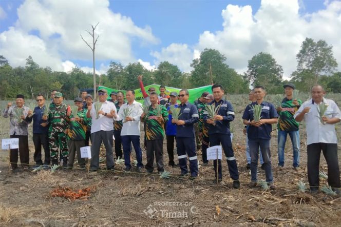 PT Timah Tbk bersama kelompok tani Bina Tani Tailong Riau menanam 50.000 bibit nanas morris di Desa Kundur, Kecamatan Kundur Barat, Provinsi Kepulauan Riau | Foto: Zonamu/Humas PT Timah