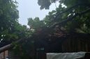 Pohon tumbang timpa rumah warga di Desa Penaah | Foto : Zonamu/Warga