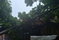 Pohon tumbang timpa rumah warga di Desa Penaah | Foto : Zonamu/Warga