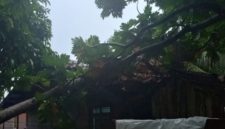 Pohon tumbang timpa rumah warga di Desa Penaah | Foto : Zonamu/Warga