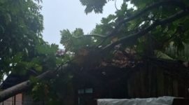 Pohon tumbang timpa rumah warga di Desa Penaah | Foto : Zonamu/Warga