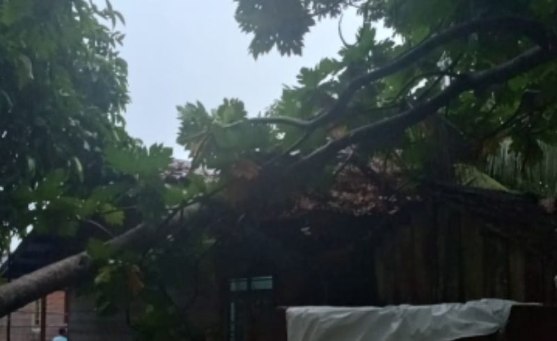 Pohon tumbang timpa rumah warga di Desa Penaah | Foto : Zonamu/Warga