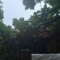 Pohon tumbang timpa rumah warga di Desa Penaah | Foto : Zonamu/Warga