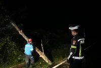 Lokasi kejadian korban saat menabrak pohon tumbang di jalan Berindat | Foto : Zonamu/Ist