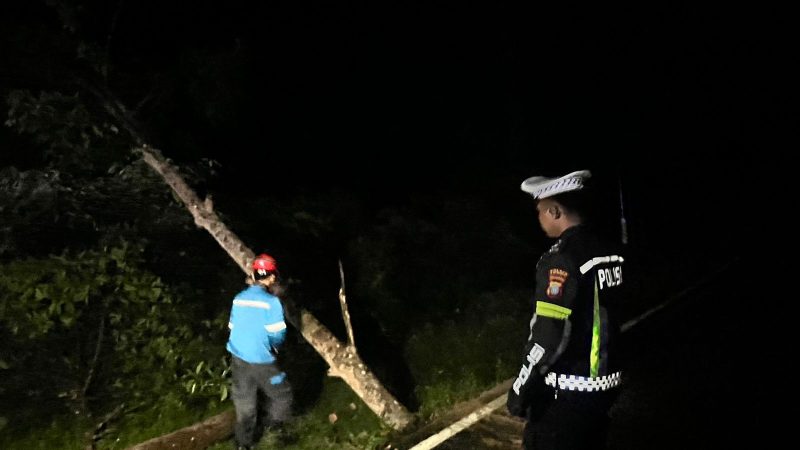 Lokasi kejadian korban saat menabrak pohon tumbang di jalan Berindat | Foto : Zonamu/Ist