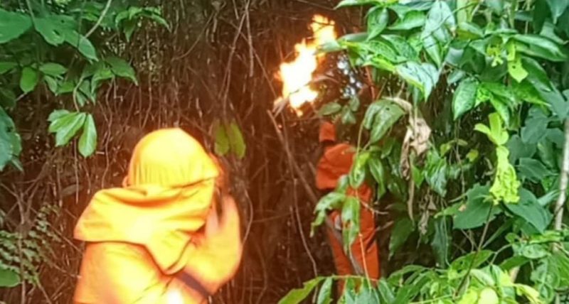 Damkar Lingga Tanggap Cepat Evakuasi Sarang Lebah Sepakelang di Dabo Singkep | Foto : Zonamu/Humas Damkar