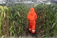 Petugas Damkar saat melakukan evakuasi sarang tawon | Foto : Zonamu/Humas Damkar