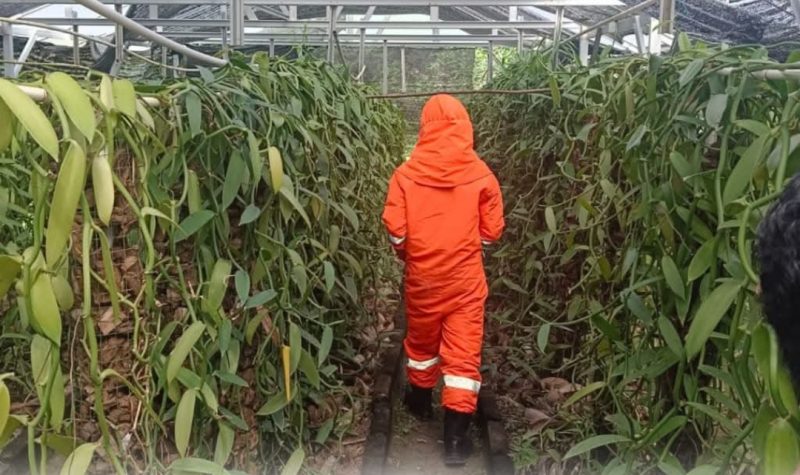 Petugas Damkar saat melakukan evakuasi sarang tawon | Foto : Zonamu/Humas Damkar