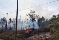 Kebakaran Hutan di Desa Tanjung Irat Satu Hektar Lebih Hangus | Foto : Zonamu/Yo