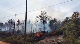 Kebakaran Hutan di Desa Tanjung Irat Satu Hektar Lebih Hangus | Foto : Zonamu/Yo