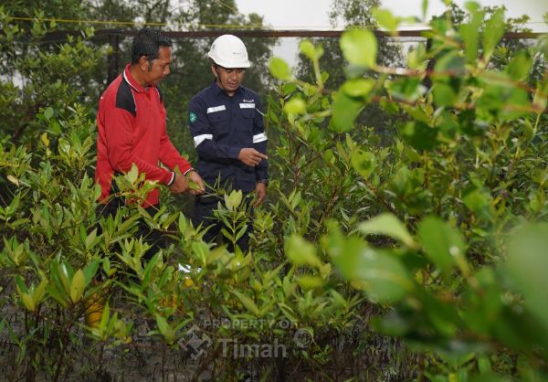 PT Timah Tbk terus konsisten menjalankan program TJSL melalui penanaman 1.400 pohon produktif sepanjang tahun 2025 | Foto: Zonamu/Humas PT Timah