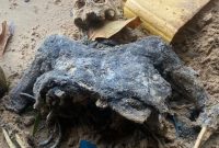 Polisi Pastikan Tengkorak Ditemukan di Desa Sekanah Merupakan Kerangka Manusia | Foto : Zonamu/Ist