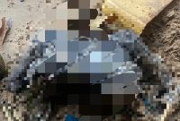 Tengkorak Manusia Ditemukan di Desa Sekanah | Foto : Zonamu/Ist