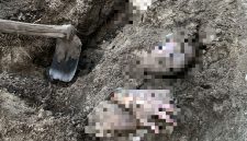 Sosok mayat perempuan yang ditemukan terkubur di halaman rumahnya | Foto : Zonamu/ist