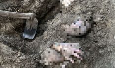 Polisi Selidiki Penemuan Mayat Wanita Terkubur di Dabo Singkep