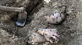 Sosok mayat perempuan yang ditemukan terkubur di halaman rumahnya | Foto : Zonamu/ist