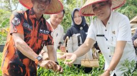 MPC PP Lingga bersama Camat Singkep panen perdana cabe rawit | Foto : Zonamu/Wandi