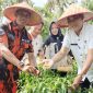 MPC PP Lingga bersama Camat Singkep panen perdana cabe rawit | Foto : Zonamu/Wandi