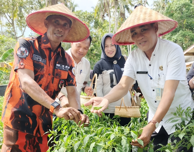 Cabai Lingga Mulai Panen, Harga Tak Lagi Pedih