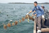 Rumput Laut Lingga Dilirik Investor, Peluang Ekspor Menguat | Foto : Zonamu/Paino
