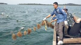 Rumput Laut Lingga Dilirik Investor, Peluang Ekspor Menguat | Foto : Zonamu/Paino