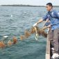 Rumput Laut Lingga Dilirik Investor, Peluang Ekspor Menguat | Foto : Zonamu/Paino