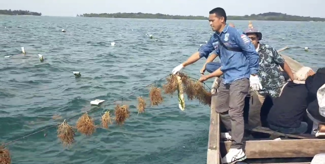 Rumput Laut Lingga Dilirik Investor, Peluang Ekspor Menguat | Foto : Zonamu/Paino