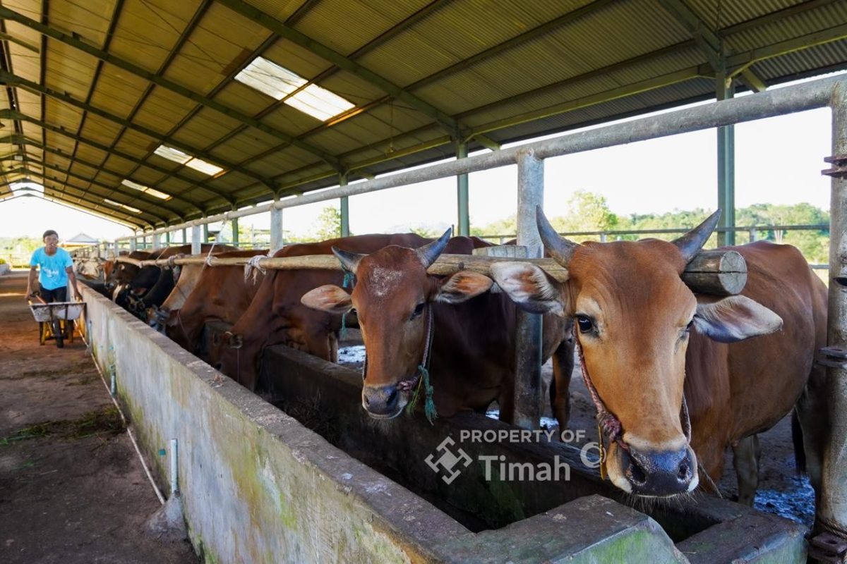 Bantuan hewan qurban ini merupakan bentuk komitmen berkelanjutan perusahaan dalam mendukung kesejahteraan masyarakat di lingkar operasional perusahaan | Foto: Zonamu/Humas PT Timah